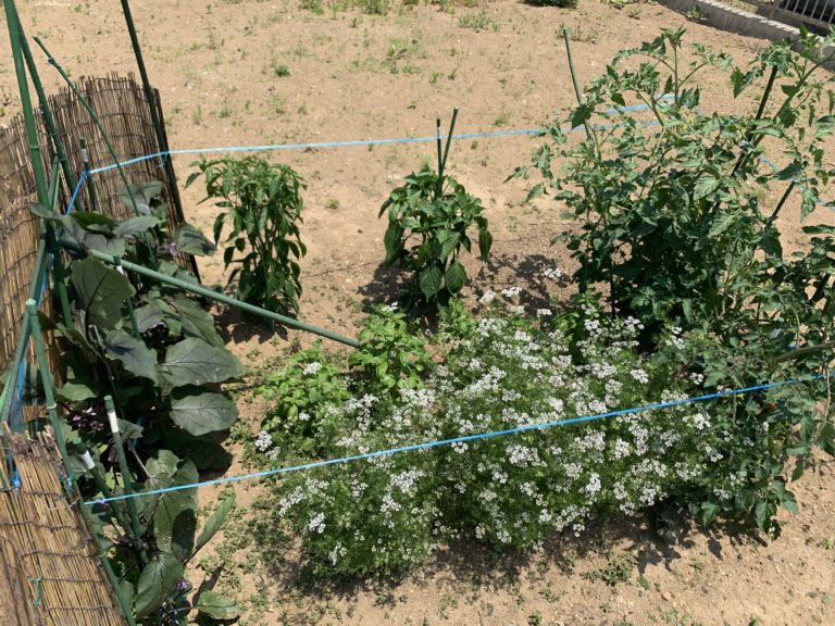 ＭＭファーム今